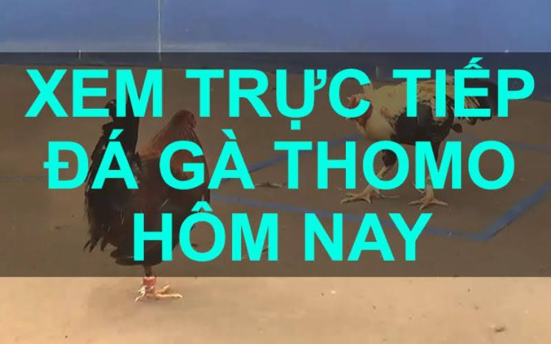 Lịch sử và sự phát triển của đá gà Thomo