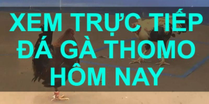 Lịch thi đấu đá gà Thomo hôm nay - Cập nhật mới nhất